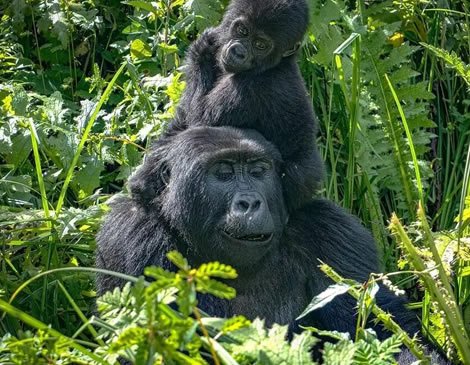 Nairobi Safari Luxury Lodge