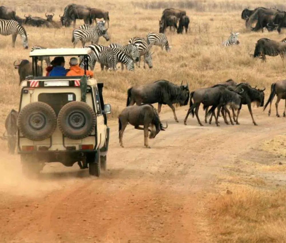 Tanzania Safari Cost